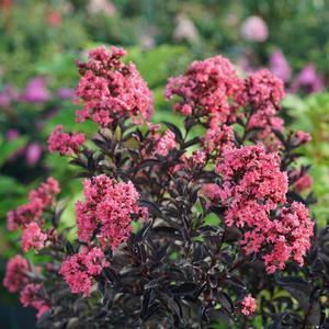 CENTER STAGE® CORAL CRAPEMYRTLE