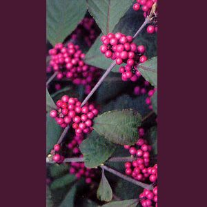 PROFUSION BEAUTYBERRY