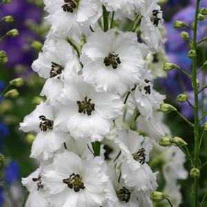 NEW MILLENNIUM™ BLACK-EYED ANGELS DELPHINIUM