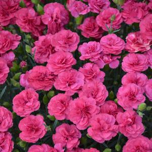 PRETTY POPPERS™ DOUBLE BUBBLE DIANTHUS