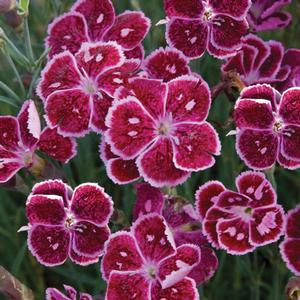 PRETTY POPPERS™ FIRE AND ICE DIANTHUS