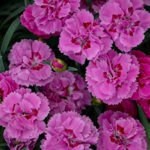 PRETTY POPPERS™ GOODY GUMDROPS DIANTHUS