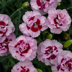 PRETTY POPPERS™ KISS AND TELL DIANTHUS