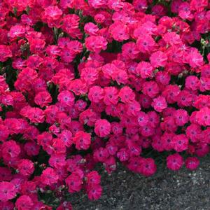 PAINT THE TOWN RED DIANTHUS