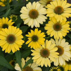 EYE-CATCHER™ CANARY FEATHERS CONEFLOWER