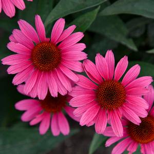 EYE-CATCHER™ CORAL CRAZE CONEFLOWER