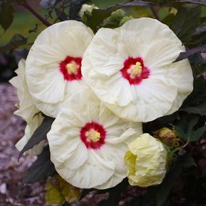 SUMMERIFIC® FRENCH VANILLA HARDY HIBISCUS