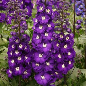 NEW MILLENNIUM™ PURPLE PASSION DELPHINIUM