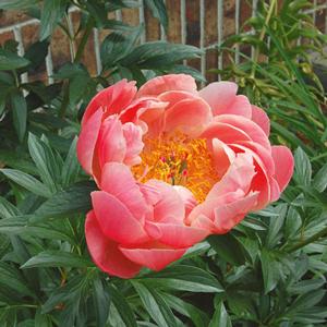 CORAL SUNSET GARDEN PEONY