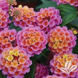 EVITA® ROSE LANTANA