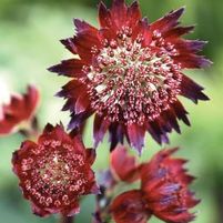 MOULIN ROUGE BARRENWORT