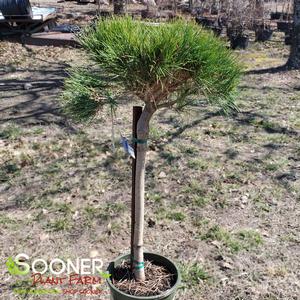 COMPACT TANYOSHO JAPANESE RED PINE