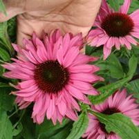 FANCY FRILLS CONEFLOWER