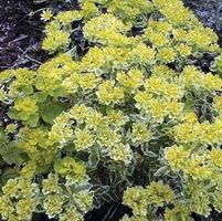 LACY EUPHORBIA