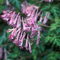 BLACKBERRY WINE CORYDALIS