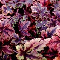 CROW FEATHER FOAM FLOWER