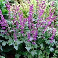 PURPLE RAIN MEADOW SAGE