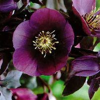 BLUE LADY LENTEN ROSE