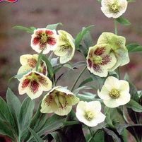 YELLOW LADY LENTEN ROSE