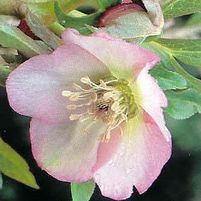 PINK LADY LENTEN ROSE