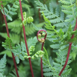 LADY IN RED FERN