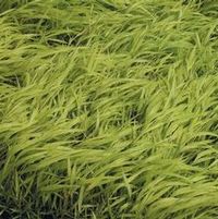 ALL GOLD JAPANESE FOREST GRASS