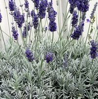 SAWYER'S LAVENDER