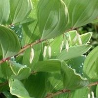 VARIEGATED SOLOMAN'S SEAL