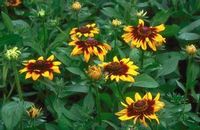 SONORA BLACK-EYED SUSAN