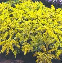 GOLDEN FLEECE GOLDENROD