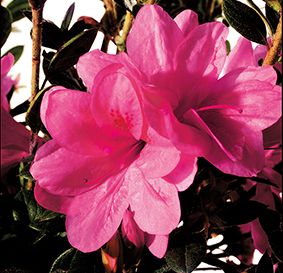AUTUMN EMPRESS® ENCORE® AZALEA