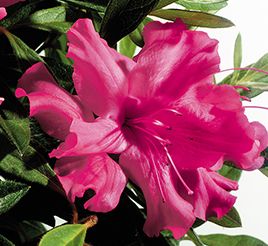 AUTUMN SUNDANCE® ENCORE® AZALEA