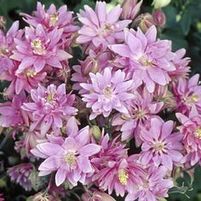 CLEMENTINE ROSE COLUMBINE