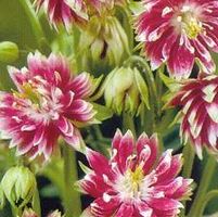 NORA BARLOW COLUMBINE