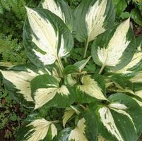 REVOLUTION HOSTA
