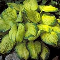 STAINED GLASS HOSTA
