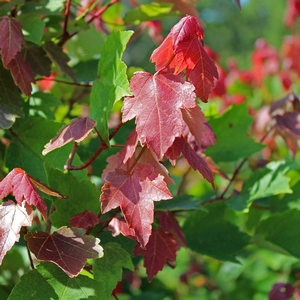 SUMMER RED® MAPLE