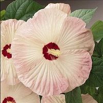 LUNA™ BLUSH HARDY HIBISCUS