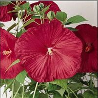 LUNA™ RED HARDY HIBISCUS
