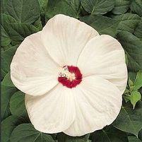 LUNA™ WHITE HARDY HIBISCUS