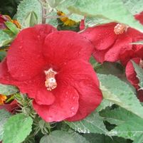 CRANBERRY PUNCH™ HARDY HIBISCUS