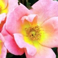 RAINBOW KNOCK OUT® ROSE