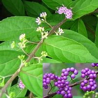 PURPLE PASSION BEAUTYBERRY