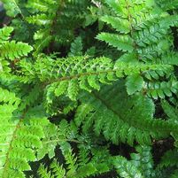 TASSEL FERN