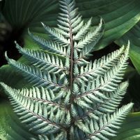SILVER FALLS FERN