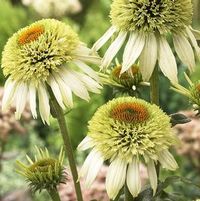 COCONUT LIME CONEFLOWER