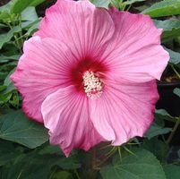SWEET CAROLINE HARDY HIBISCUS