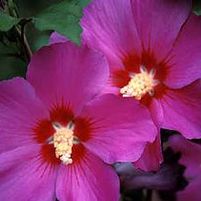 VIOLET SATIN® ALTHEA