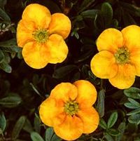 MANGO TANGO® POTENTILLA