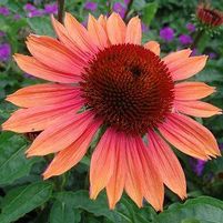 BIG SKY™ SUMMER SKY CONEFLOWER